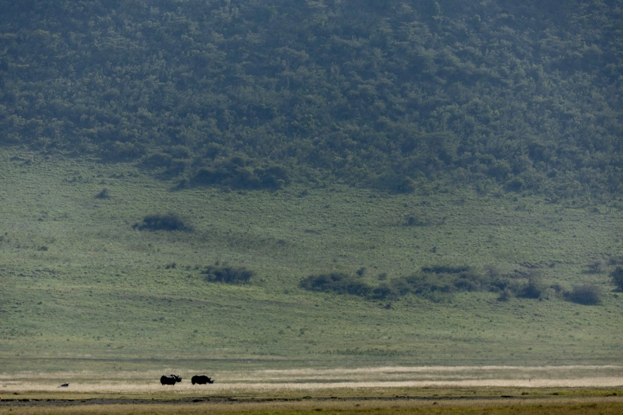 ngorongoro crater black rhino The Black Rhino in the Ngorongoro Crater