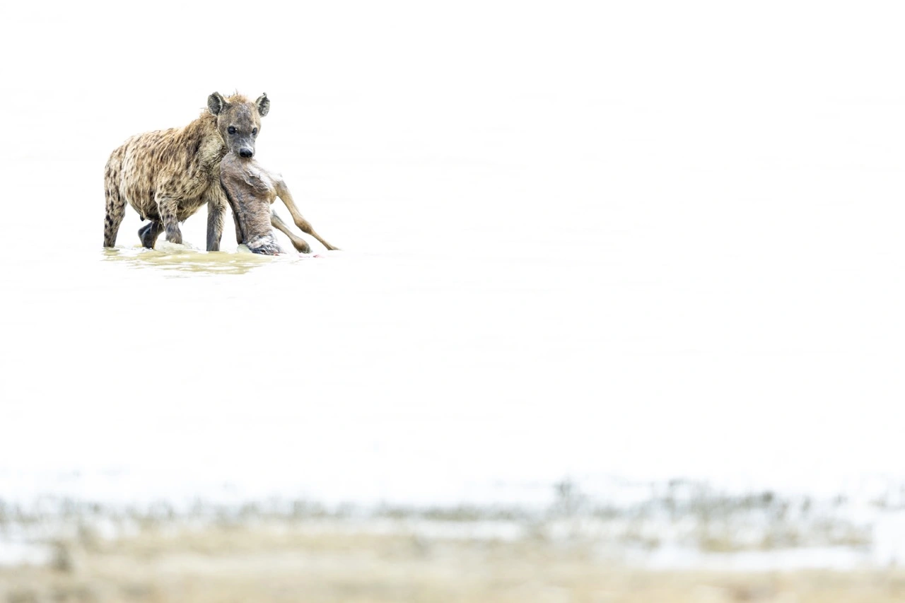 A spotted hyena at Lake Magadi in the Ngorongoro Crater, which is known as a shallow soda lake. 