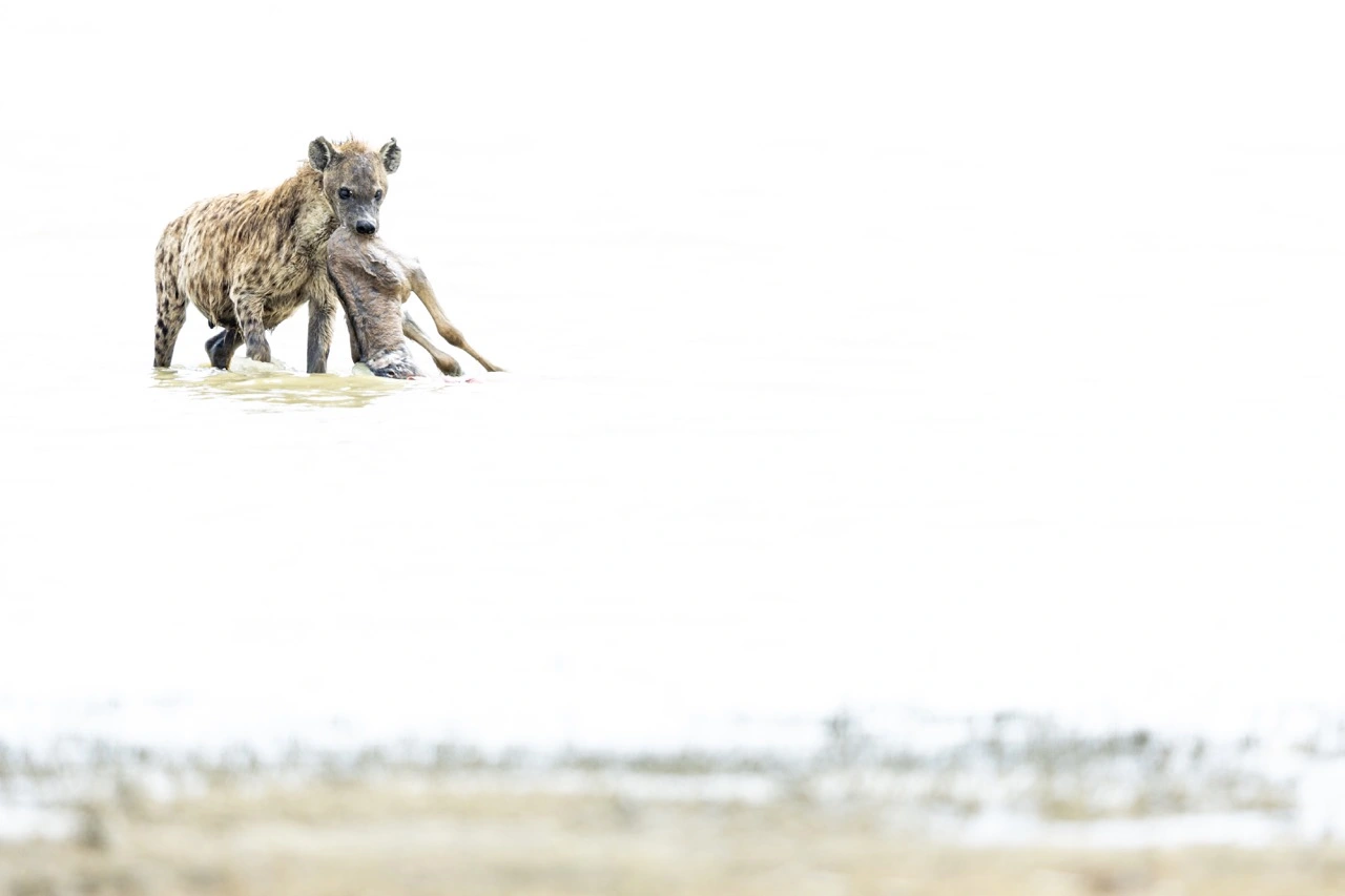 ngorongoro crater spotted hyena A spotted hyena at Lake Magadi in the Ngorongoro Crater, which is known as a shallow soda lake.