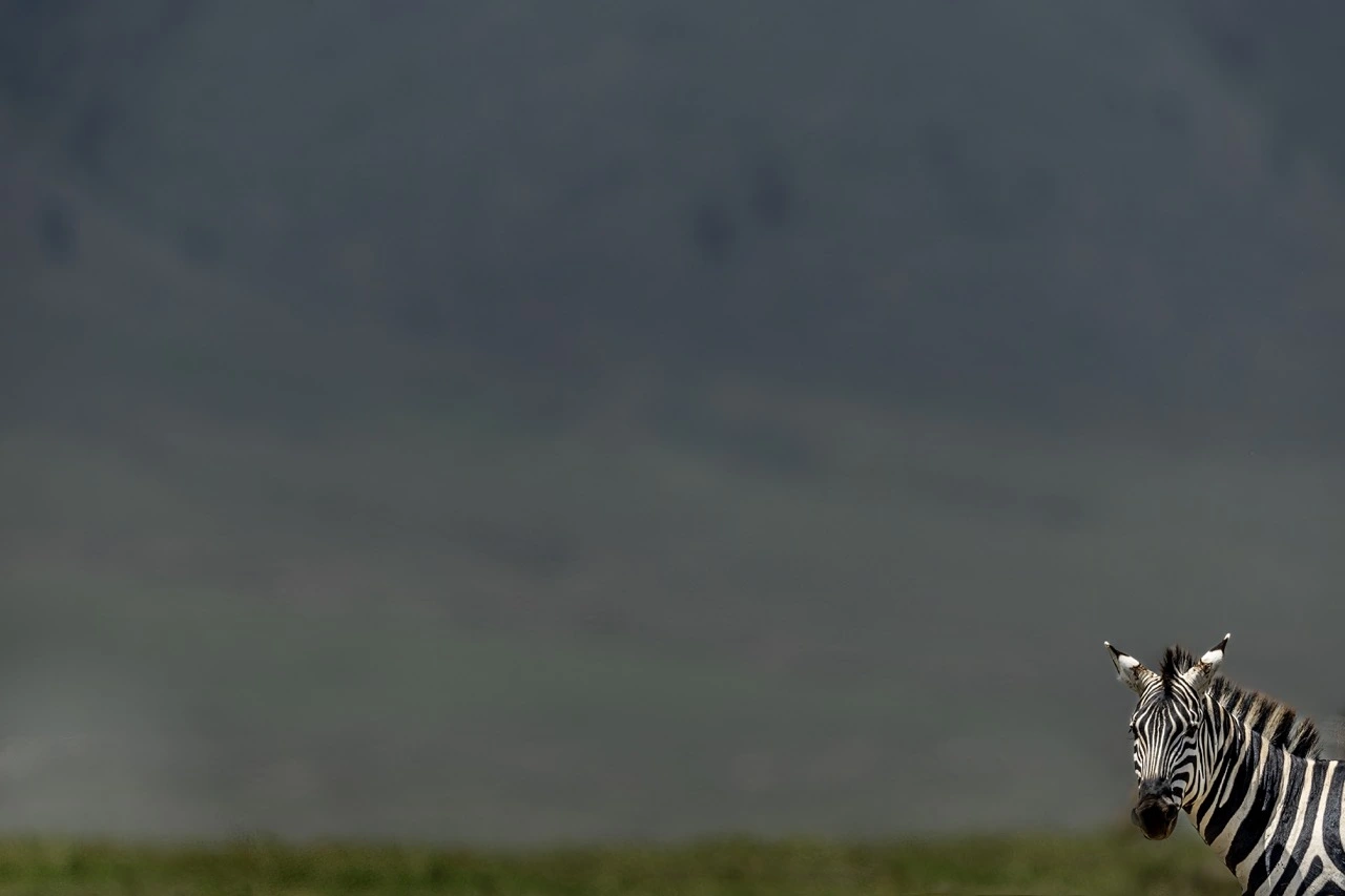 ngorongoro crater zebra at the crater An Ngorongoro Crater safari is great for all-year-round game viewing.