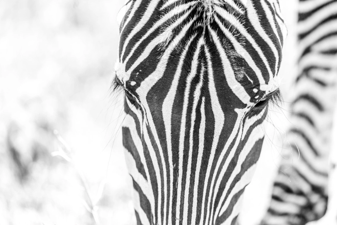 ngorongoro crater zebra