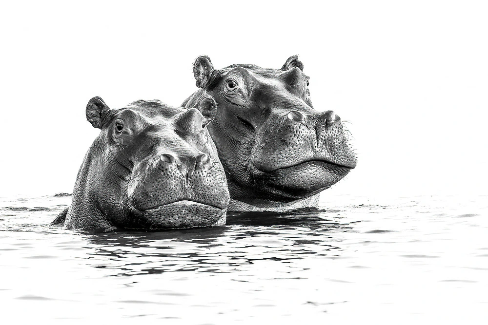 Two common hippo in the Chobe River in Botswana.
