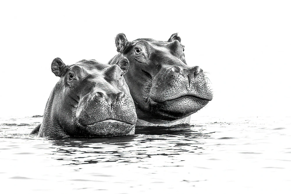 sabine stols high key hippo Two common hippo in the Chobe River in Botswana.