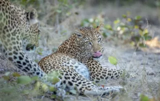 sabine stols leopard and cub sabine stols leopard and cub