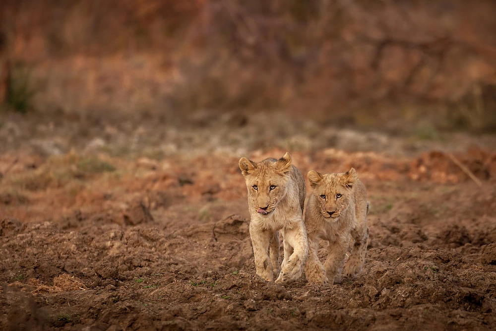 sabine stols lion cubs A white Rhino at Madikwe Game Reserve © Sabine Stols
