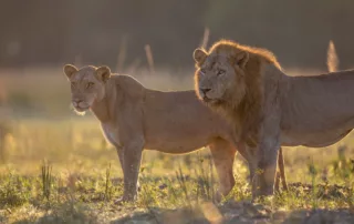 sabine stols lions sabine stols lions