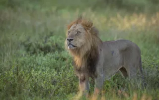 sabine stols male lion