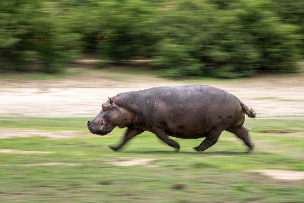 Slow shutter speed of a hippo running in the Chobe