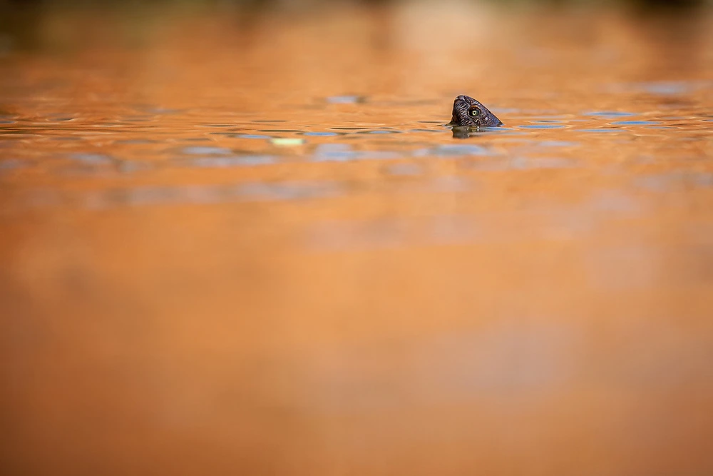 A terrapin photographed from Jaci's Lodge's © Sabine Stols