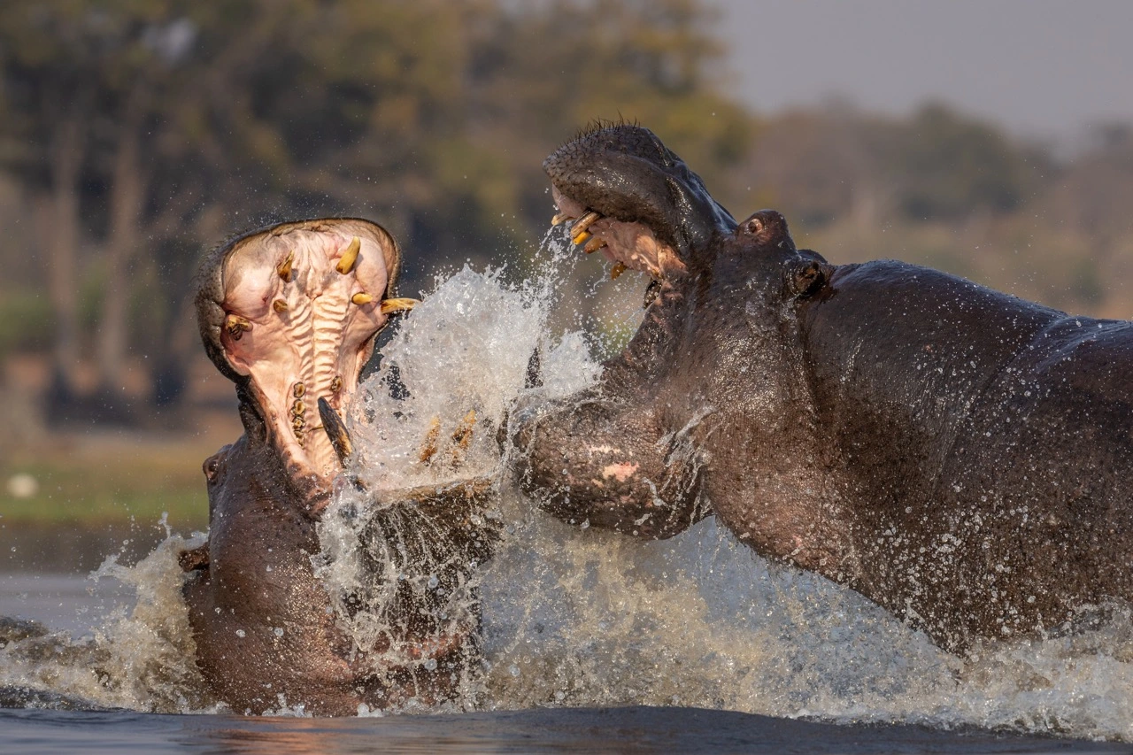 Iconic image of two hippos fighting