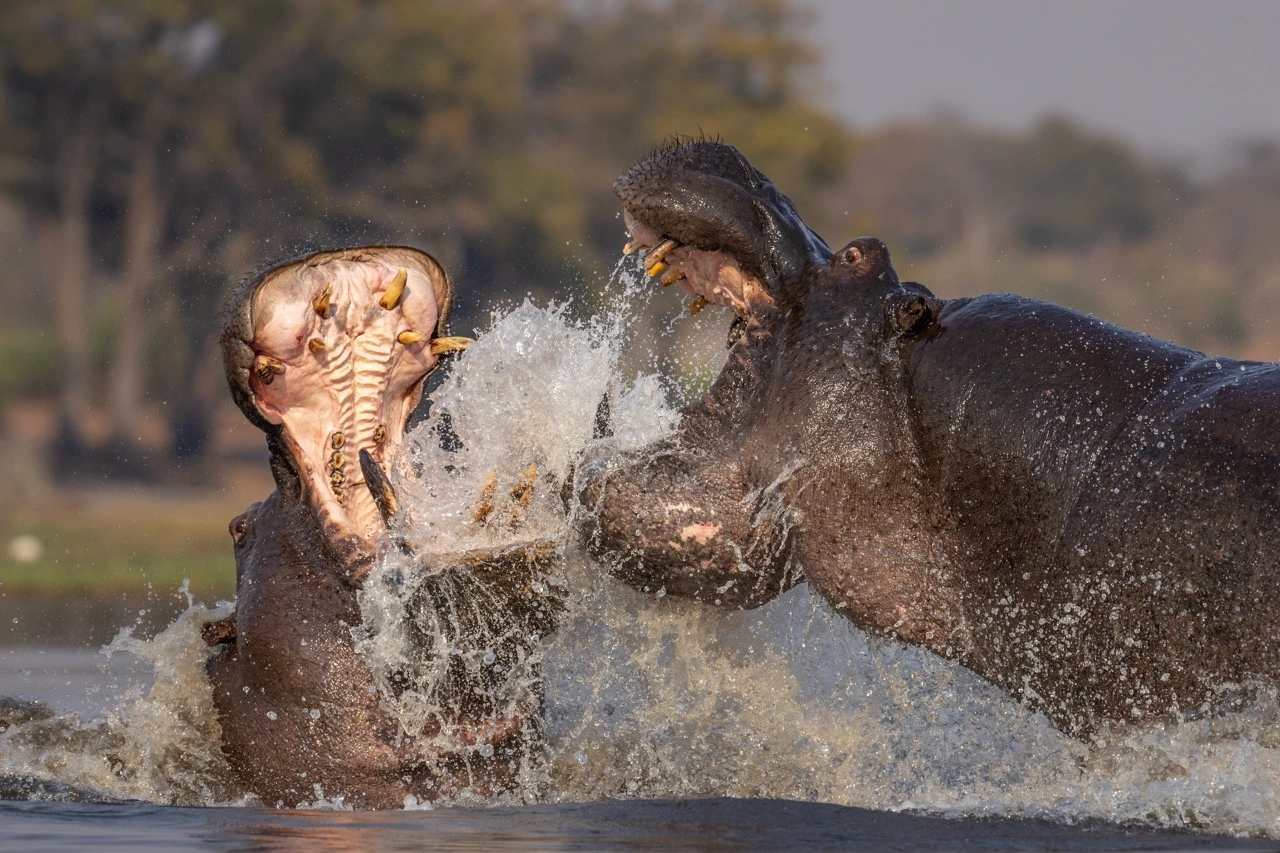 sabine stols hippo fight in the chobe Iconic image of two hippos fighting