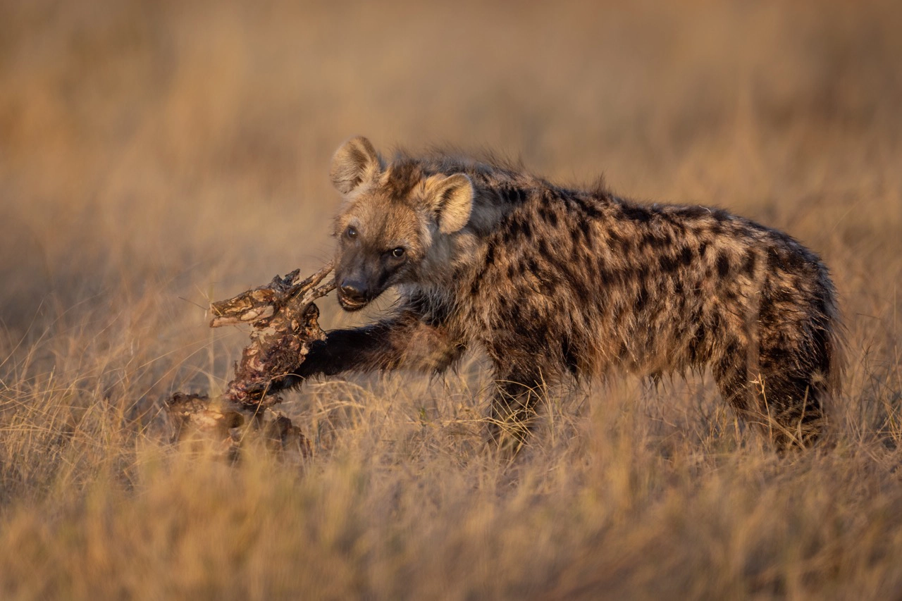 Hyena cub with kill by Sabine Stols