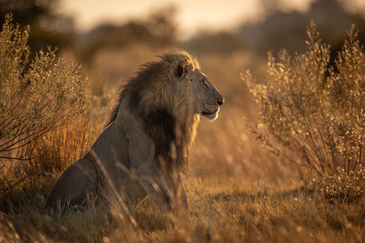 Male lion backlit in the Okavango Delta by Sabine Stols Iconic African Lion
