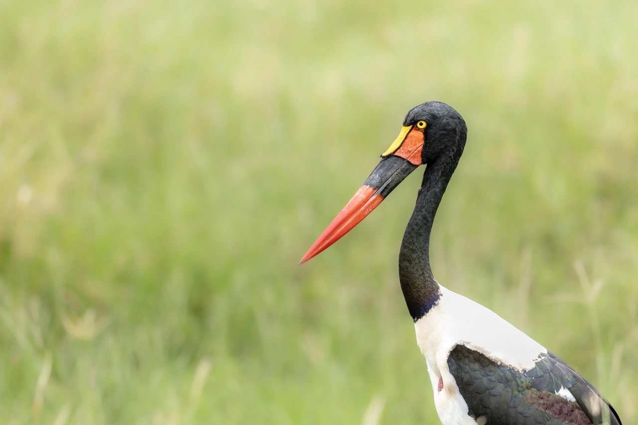 saddle billed stork janine krayer Saddle-billed Stork