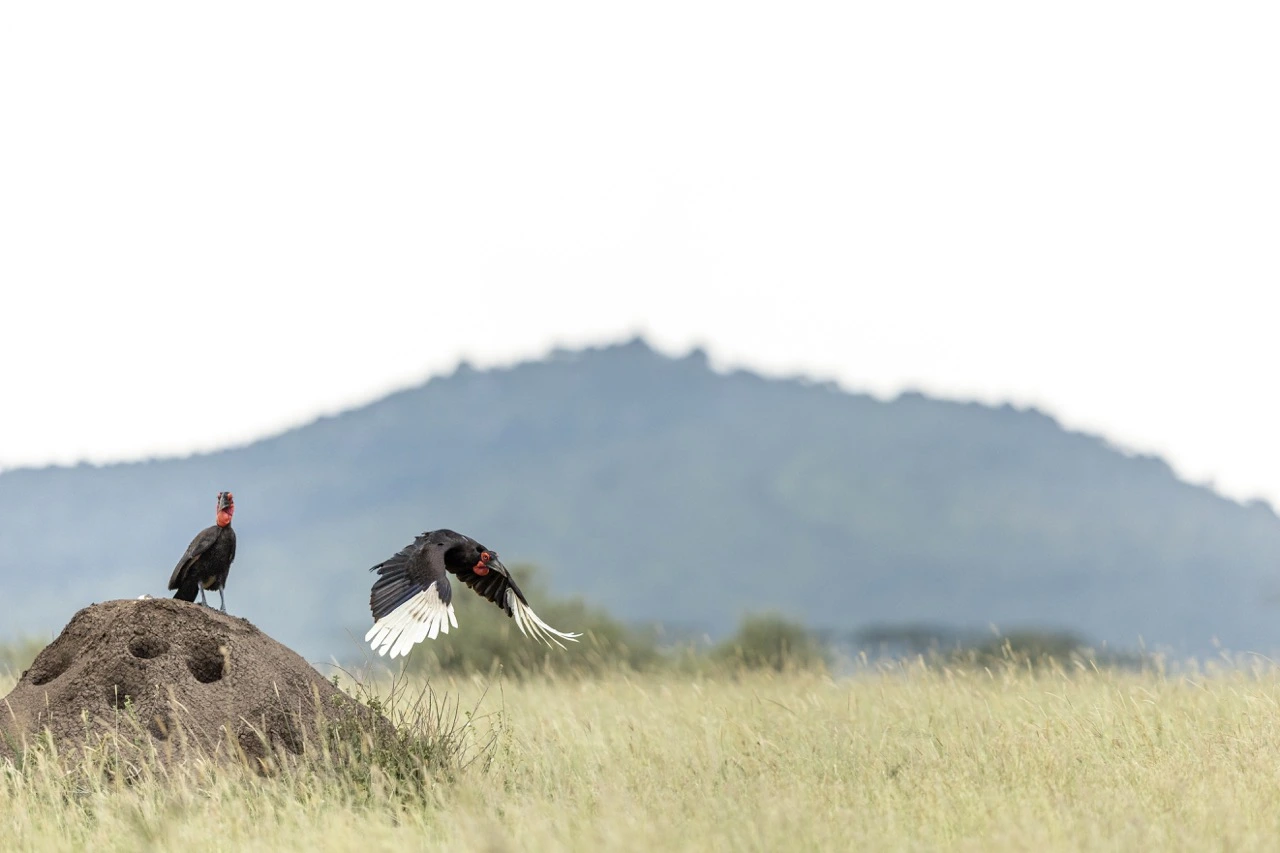 Southern ground hornbill in the grassland plains of Serengeti National Park