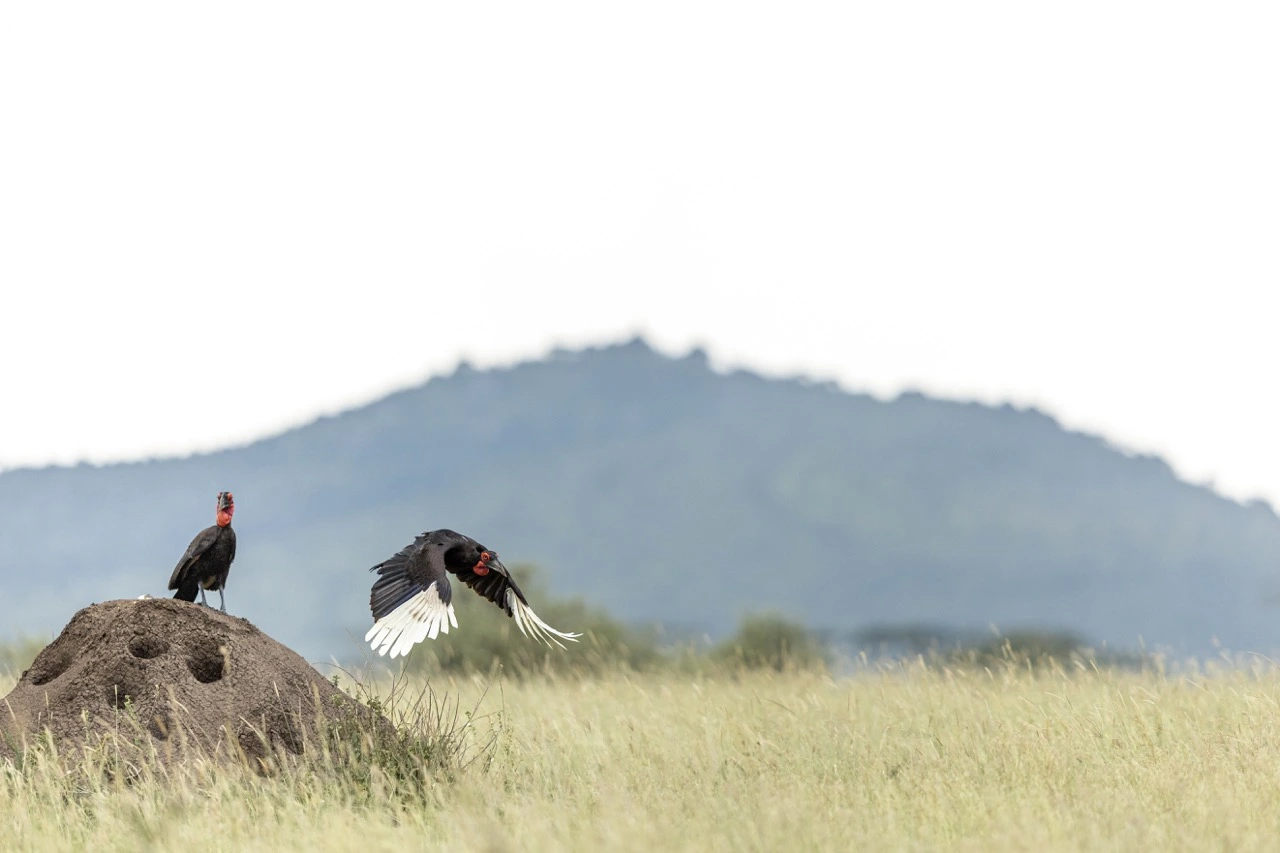 southern ground hornbill janine krayer Southern ground hornbill in the grassland plains of Serengeti National Park