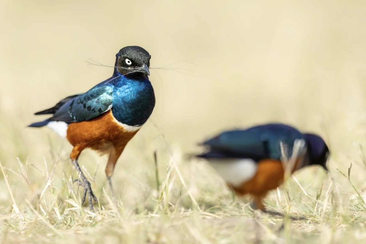 superb sterling spotted hyena The Superb starling is a common sighting during a visit to the Ngorongoro Crater in Tanzania.