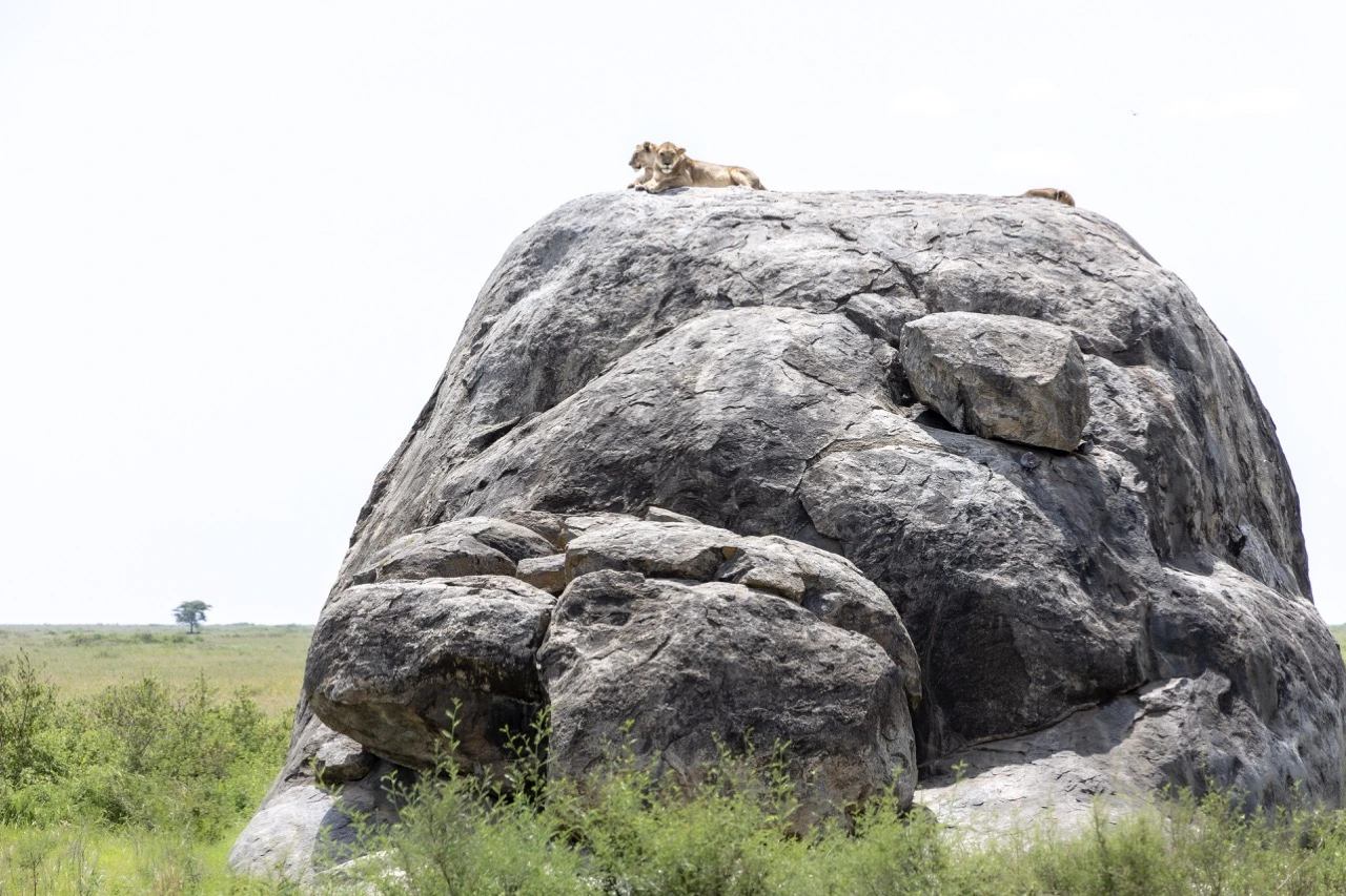 These kopjes are a unique element of the Serengeti ecosystem