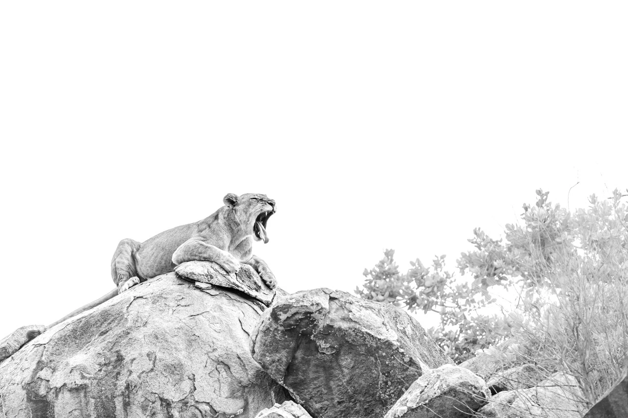 Visit Serengeti National Park to capture these iconic lions