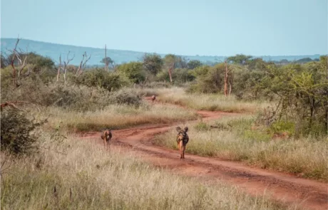 wild dogs jacis lodge madikwe