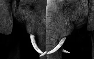 william steel black and white elephants