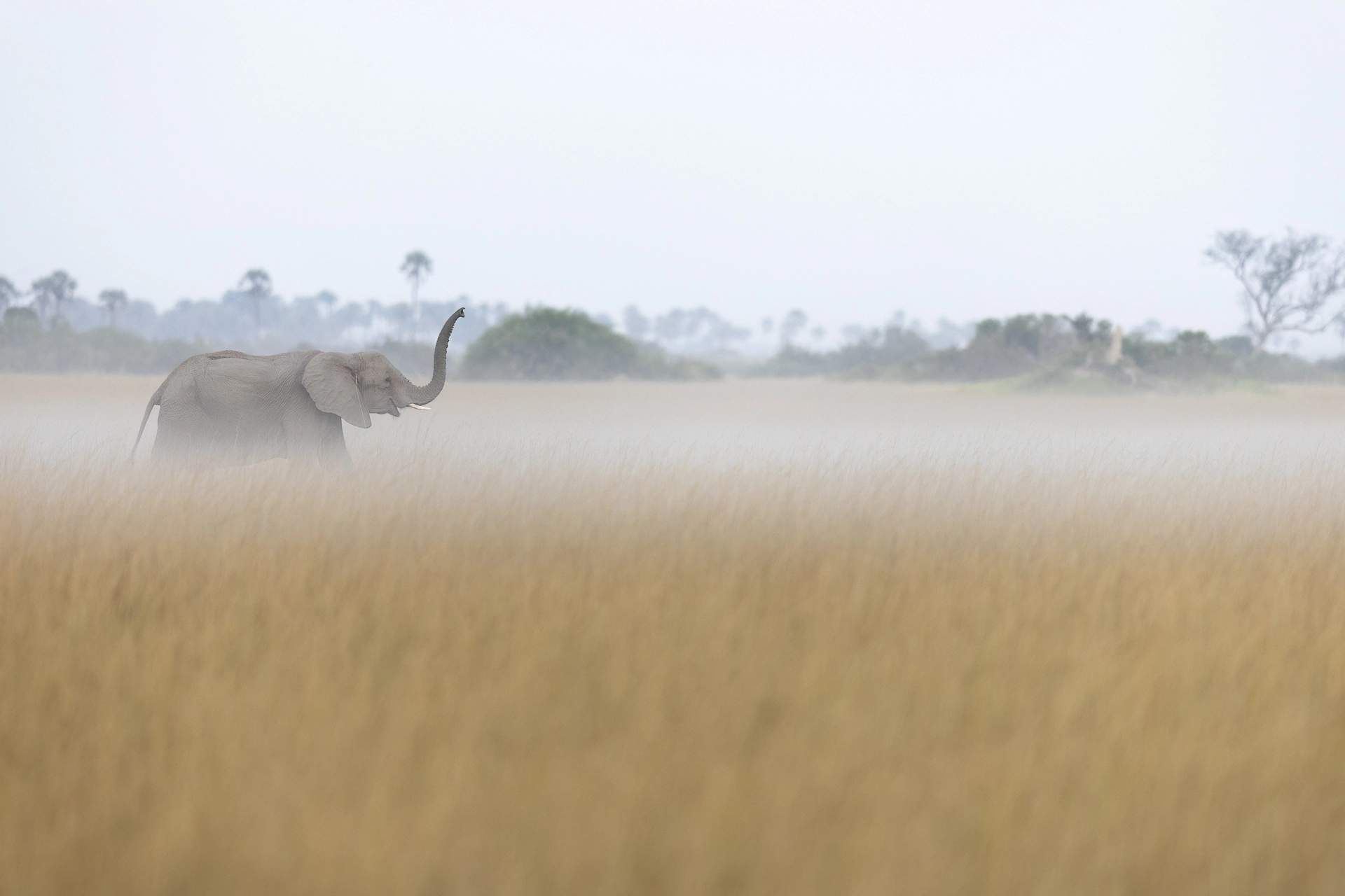 Botswana has some of the world's largest population of elephants