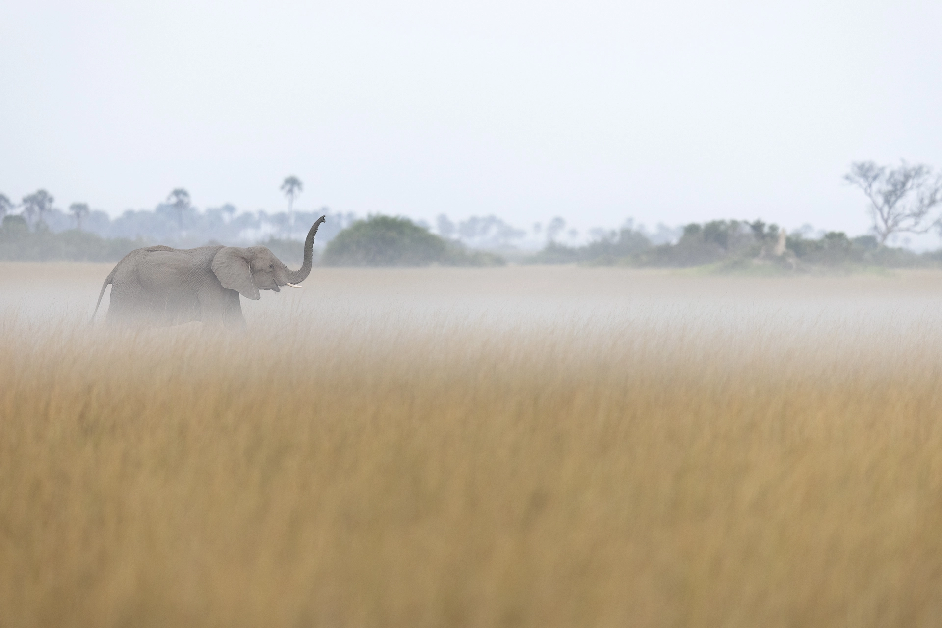 Elephants in the Okavango Delta by William Steel Botswana has some of the world's largest population of elephants