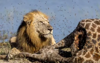 william steel lion and giraffe william steel lion and giraffe