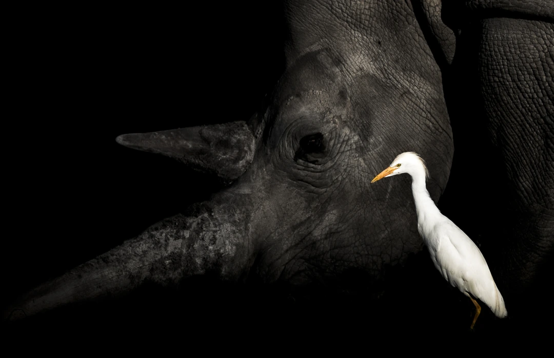 White rhino and egret