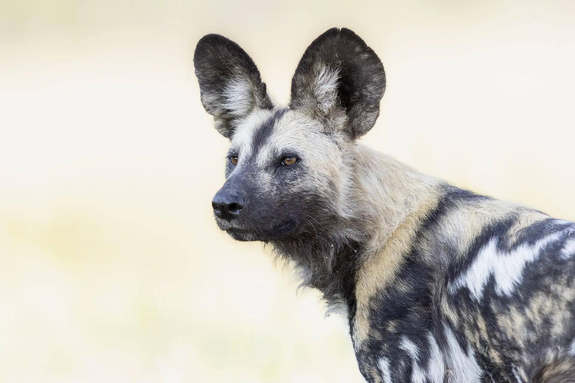 Wild dog in the Okavango Delta by William Steel