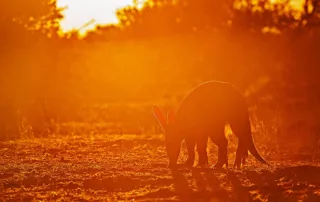 wim voster aardvark wim voster aardvark