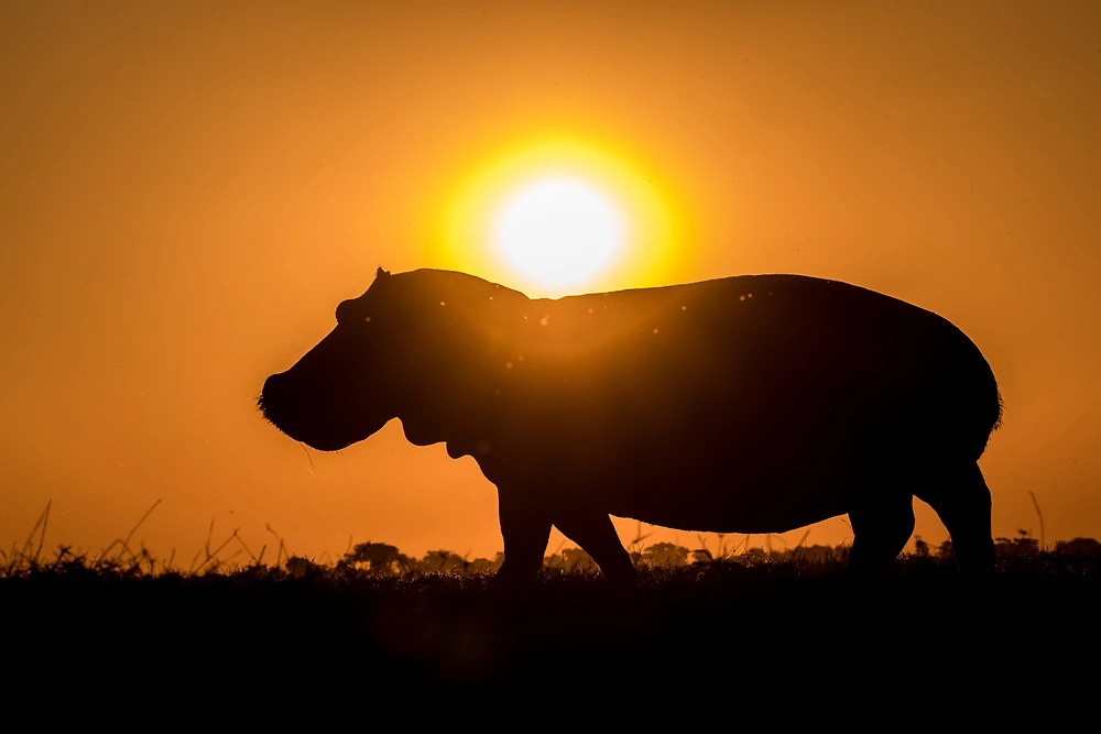 Silhouette photography of a hippo on the banks of the Chobe River.