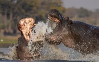 hippotamus photography chobe national park