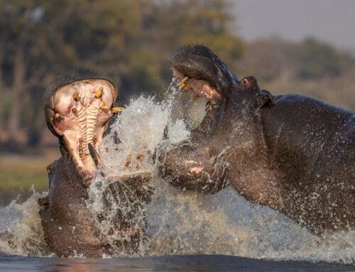 How To Photograph Hippos