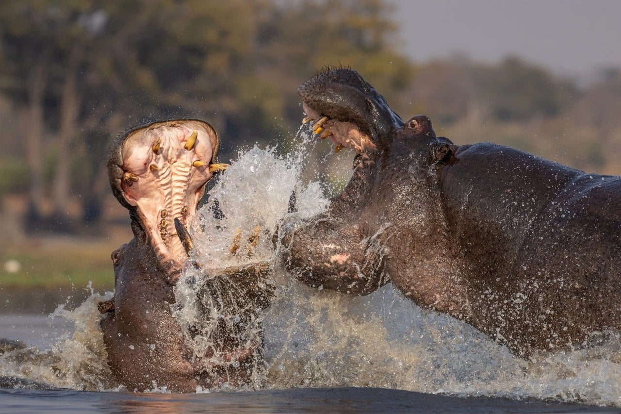 hippotamus photography chobe national park