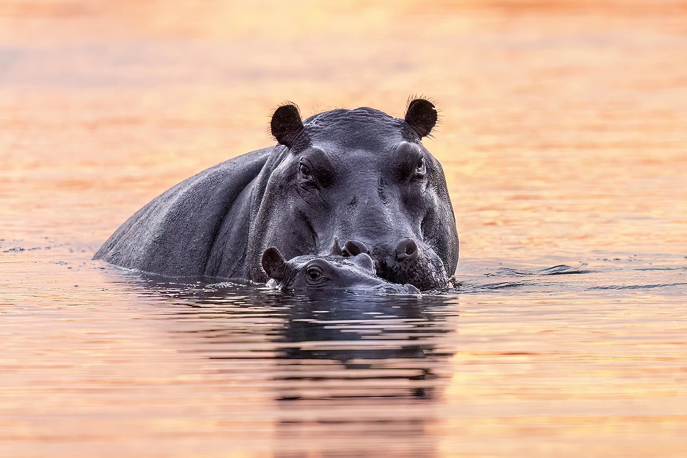 An adult hippo with its calf