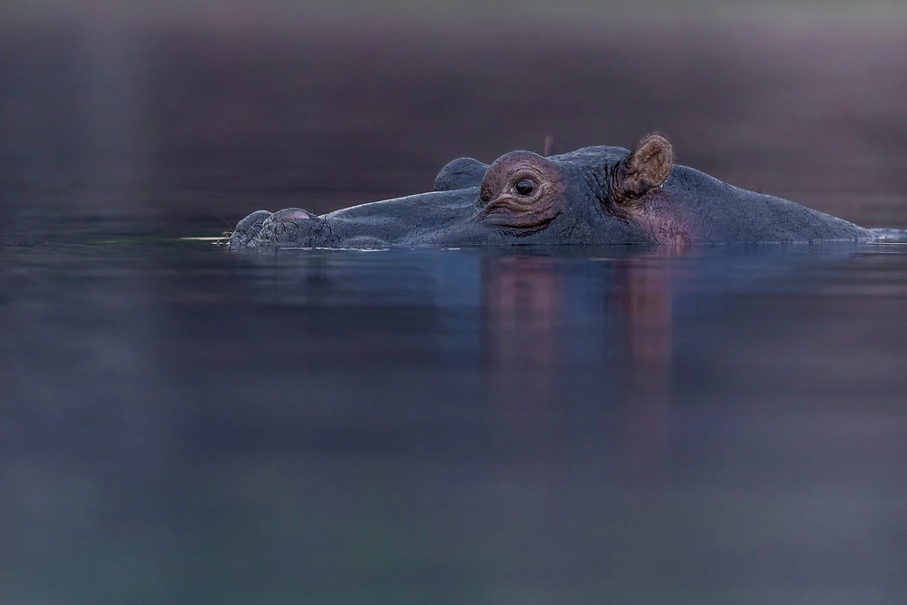 A hippo swimming in the Chobe River