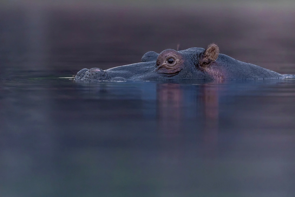 janine krayer hippo A hippo swimming in the Chobe River
