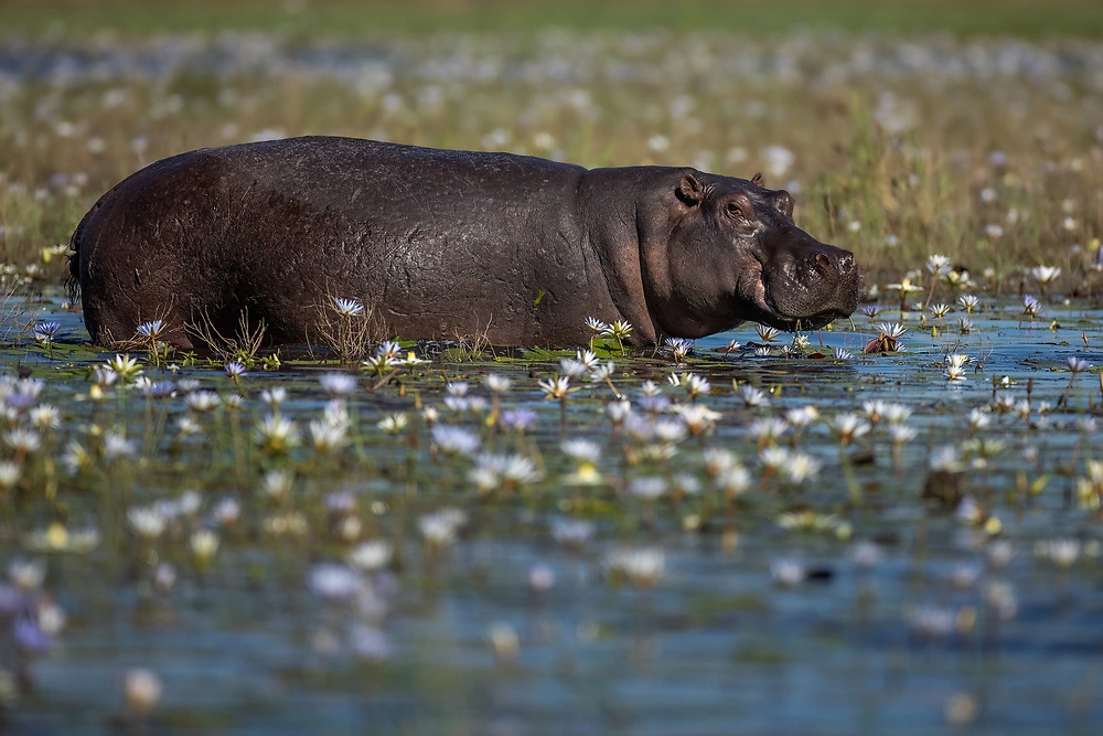 sabine stols hippo in lilies Hippos are the third largest living land mammals - incredible to see both on land and in the water.