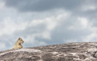 Serengeti National Park Photography Guide