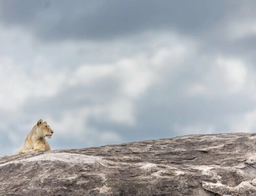 The Serengeti National Park