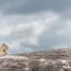 Serengeti National Park Photography Guide