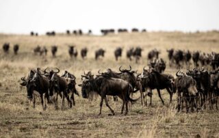 Wildebeest in Masai Mara National Reserve