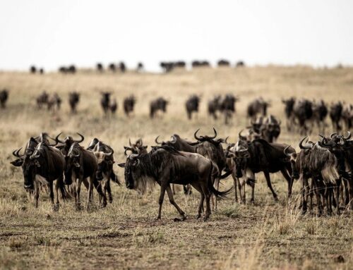 Masai Mara Safari