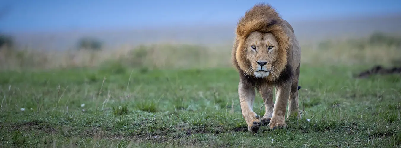 1 male lion in the masai mara