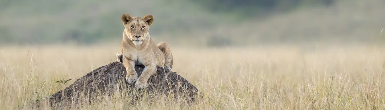 lioness in the masai mara