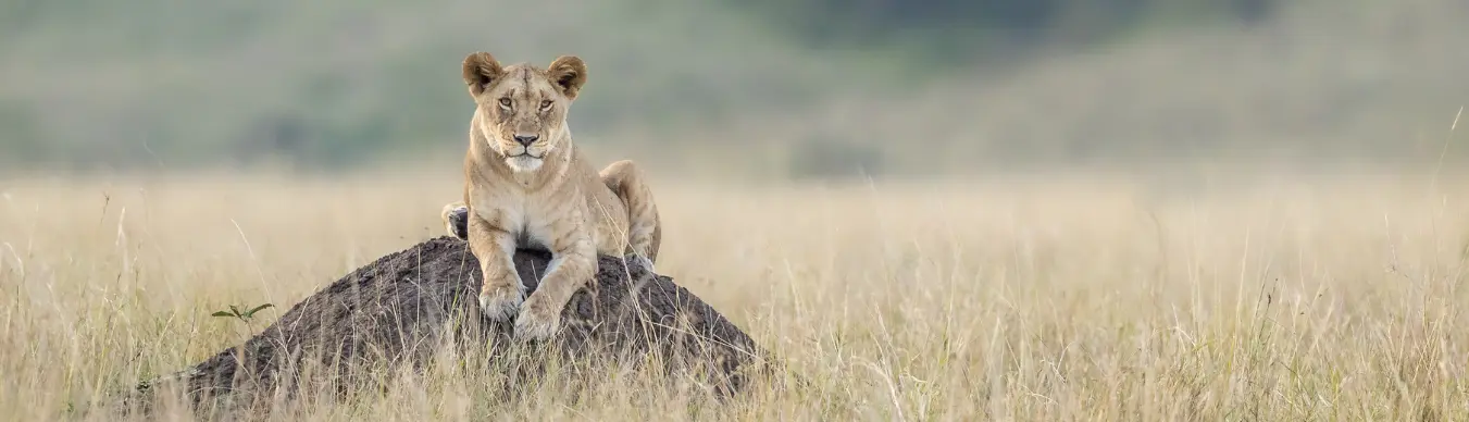 1 lioness in the masai mara