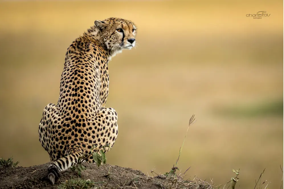 cheetah in the masai mara