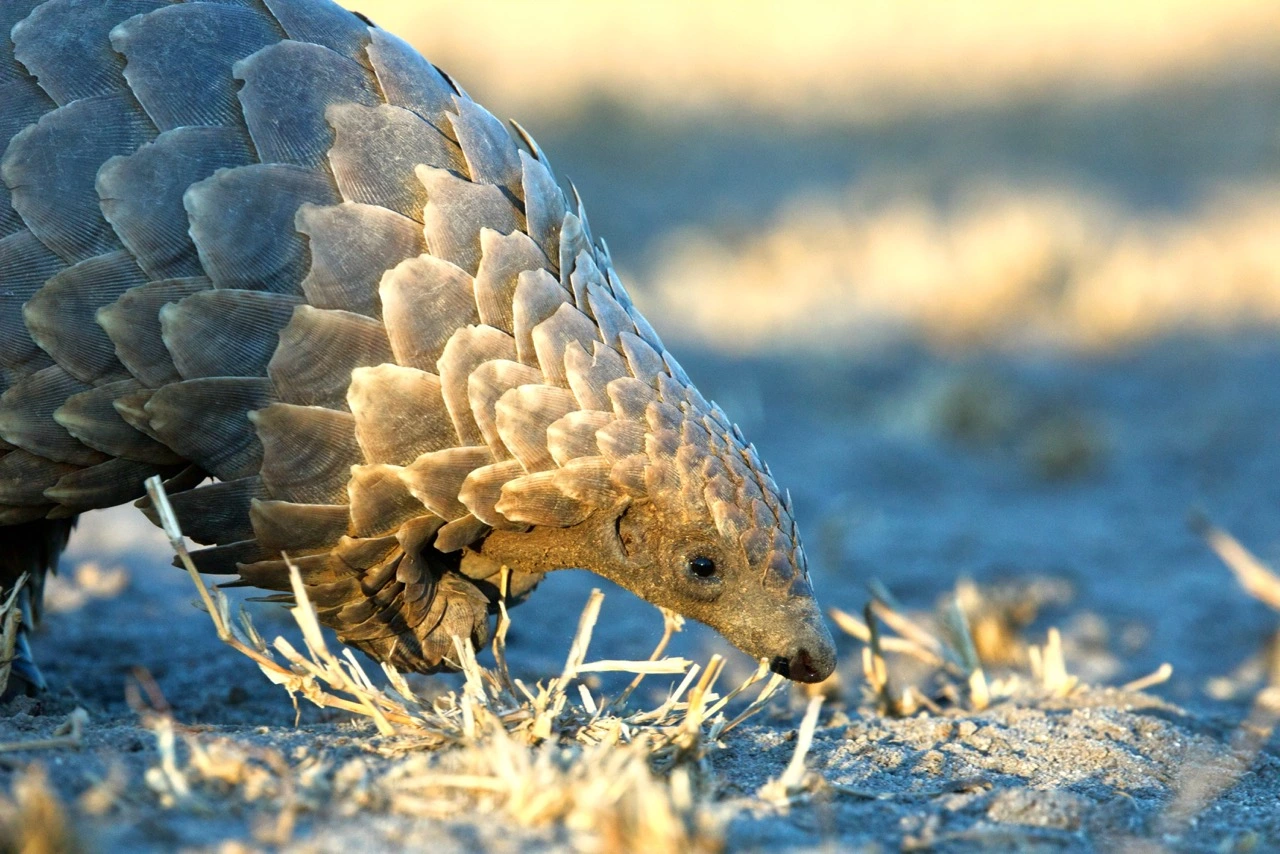 A Pangolin photographed in South Africa