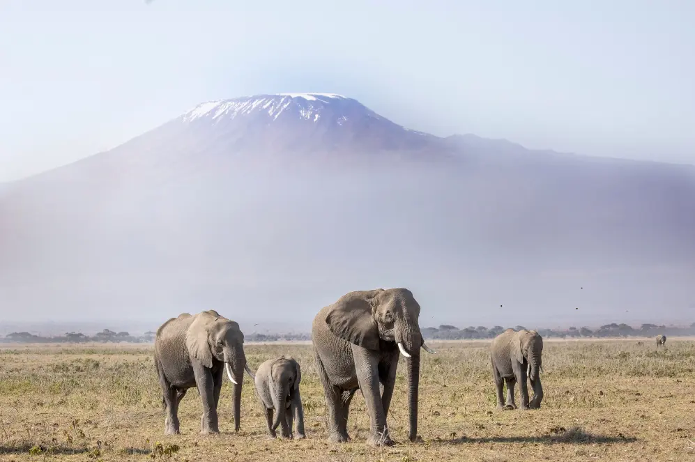 Elephants in front of Mount Kilimanjaro